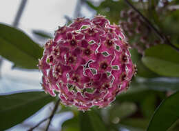 Image of Hoya pubicalyx Merr.