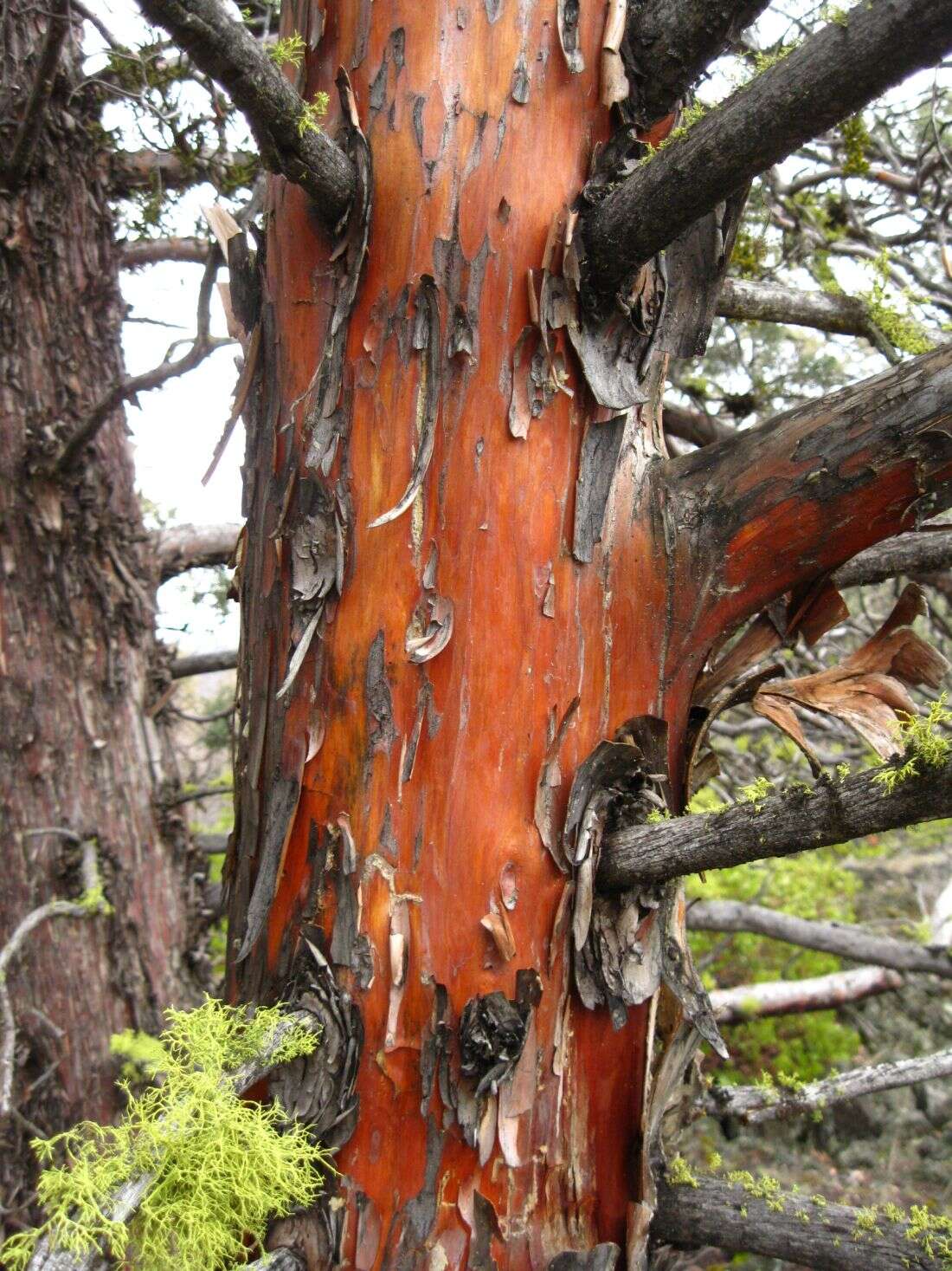 Image of Baker Cypress