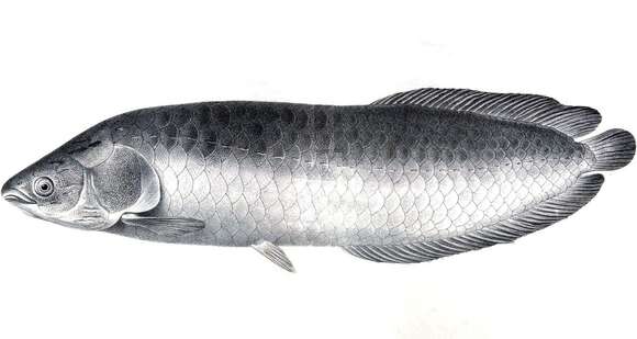 Image of African arowana