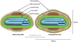 Image of Chitovirales