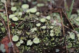 Image of cup lichen