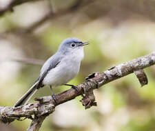 Image of gnatcatchers