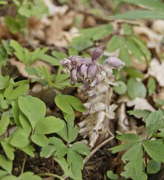 Слика од Lathraea squamaria L.