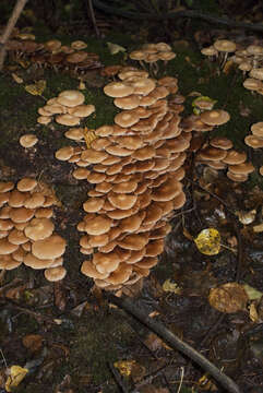 Kuehneromyces mutabilis (Schaeff.) Singer & A. H. Sm. 1946 resmi