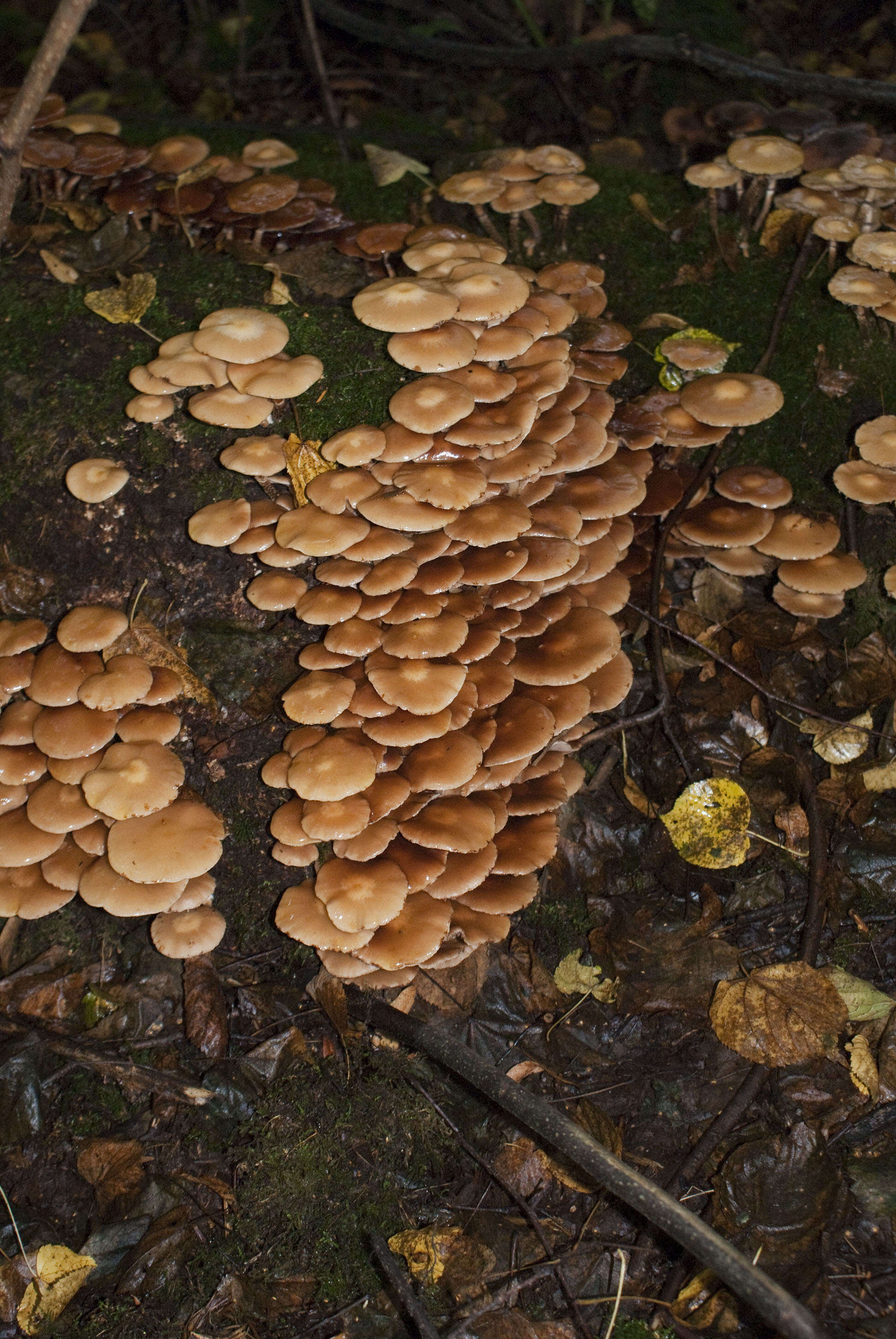 Imagem de Kuehneromyces mutabilis (Schaeff.) Singer & A. H. Sm. 1946