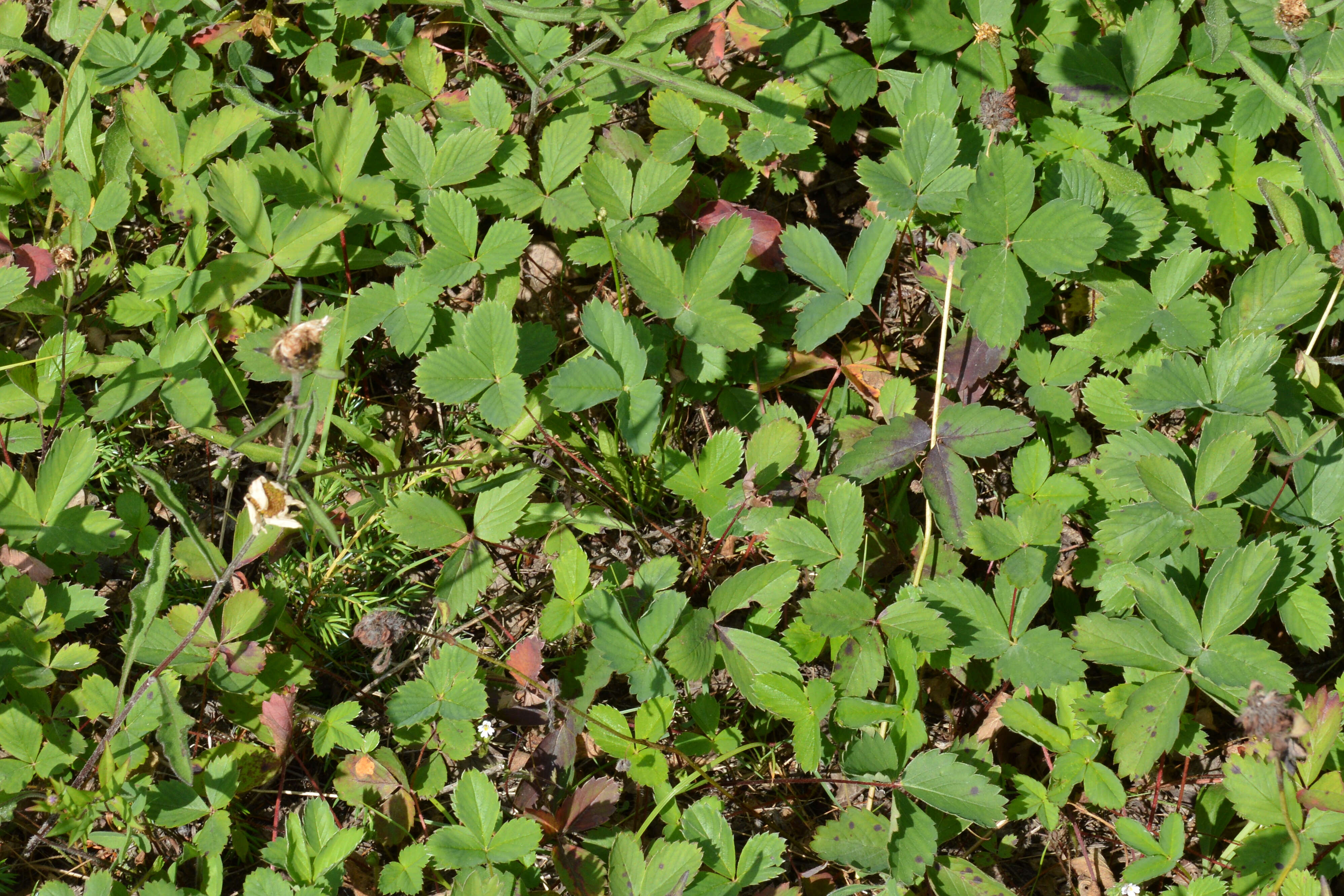 Image of Virginia strawberry