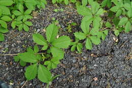 Image of Virginia creeper