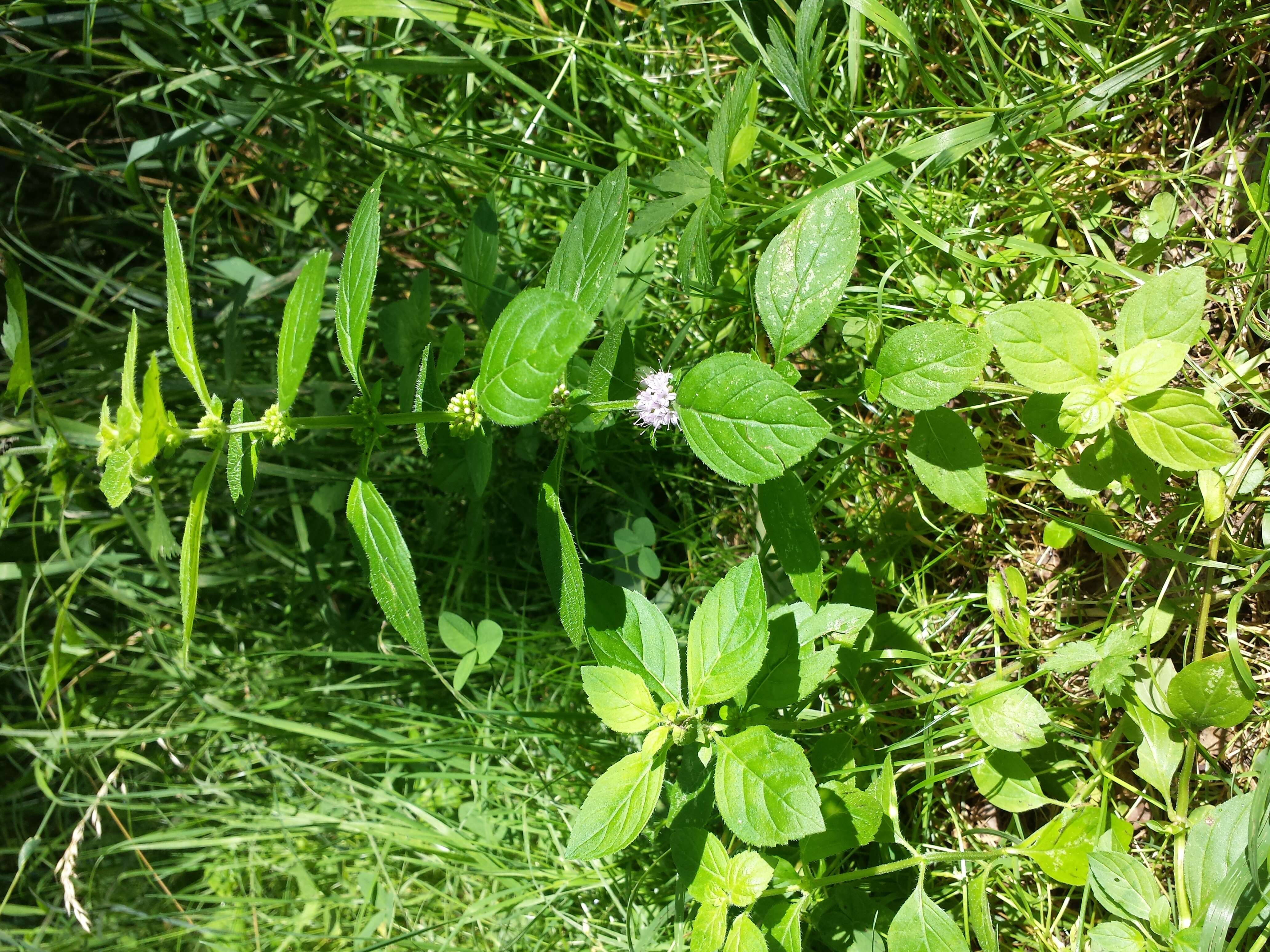 Image of wild mint