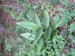 Image of false hellebore