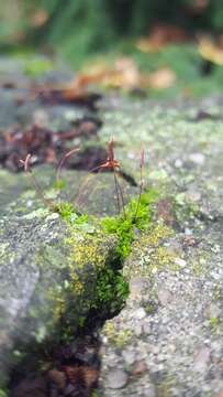 Image of tortula moss