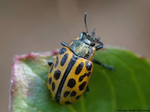 Imagem de Chrysomela vigintipunctata