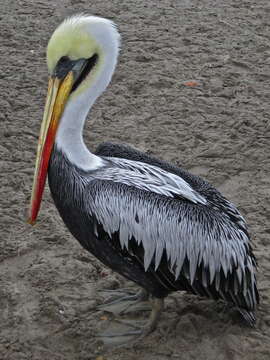 Image of Peruvian Pelican