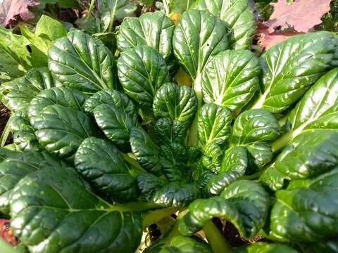 Image of broadbeaked mustard