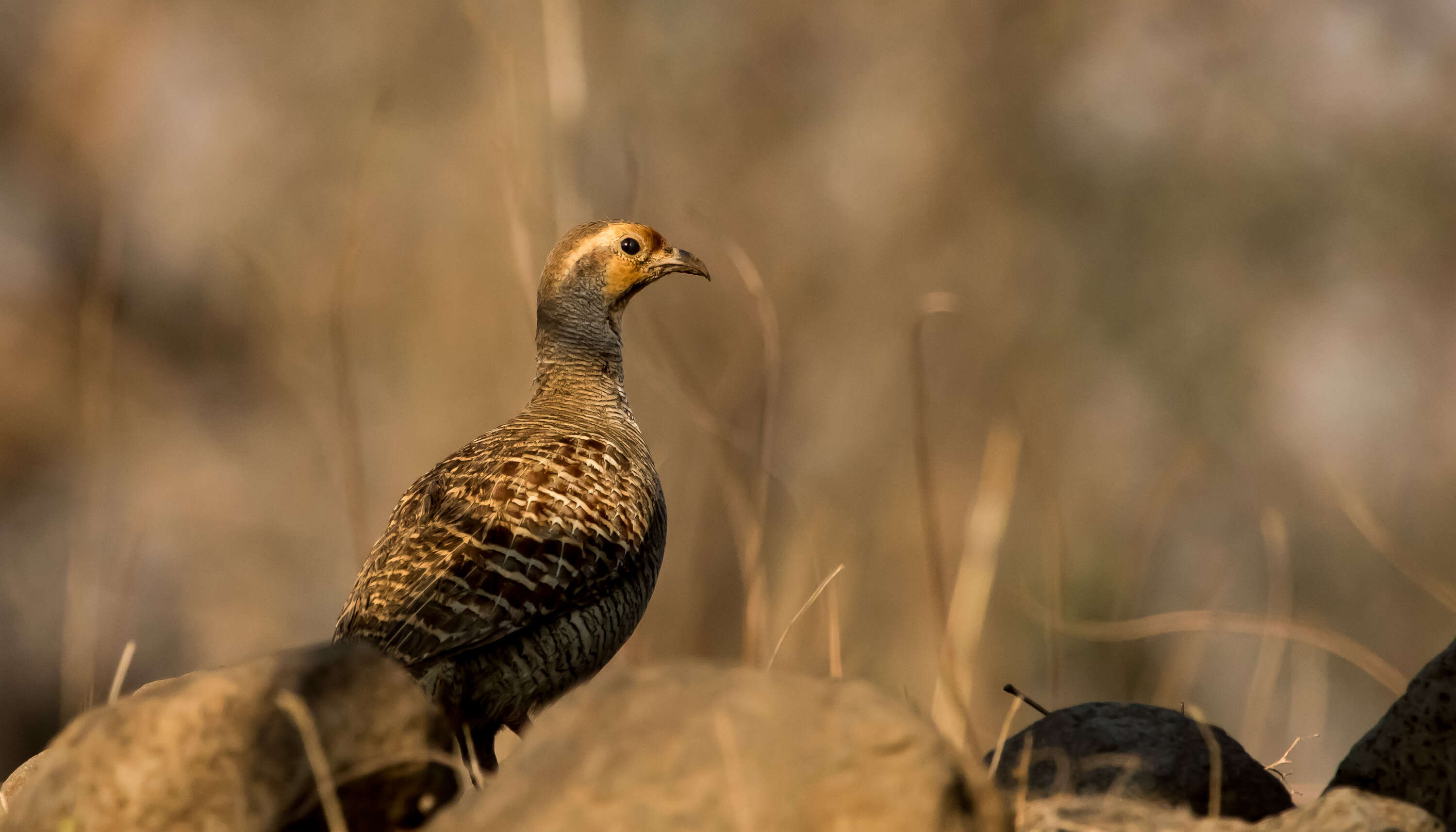 Image of Gray Francolin