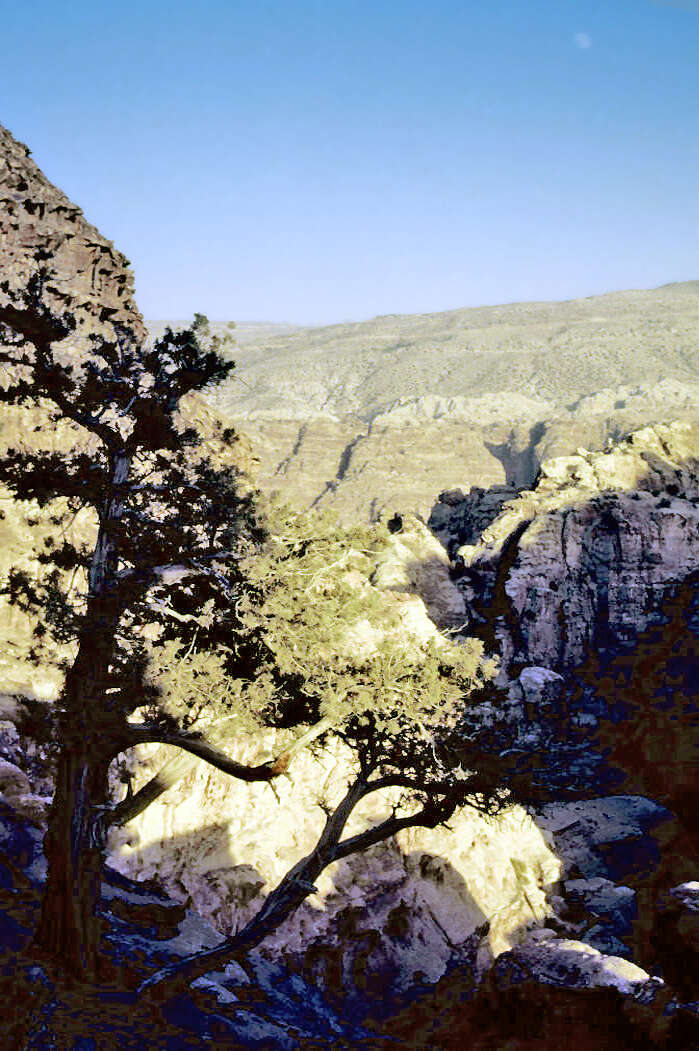 Image of Phoenician Juniper