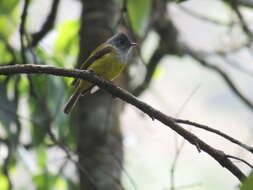 Image of Canary-flycatcher