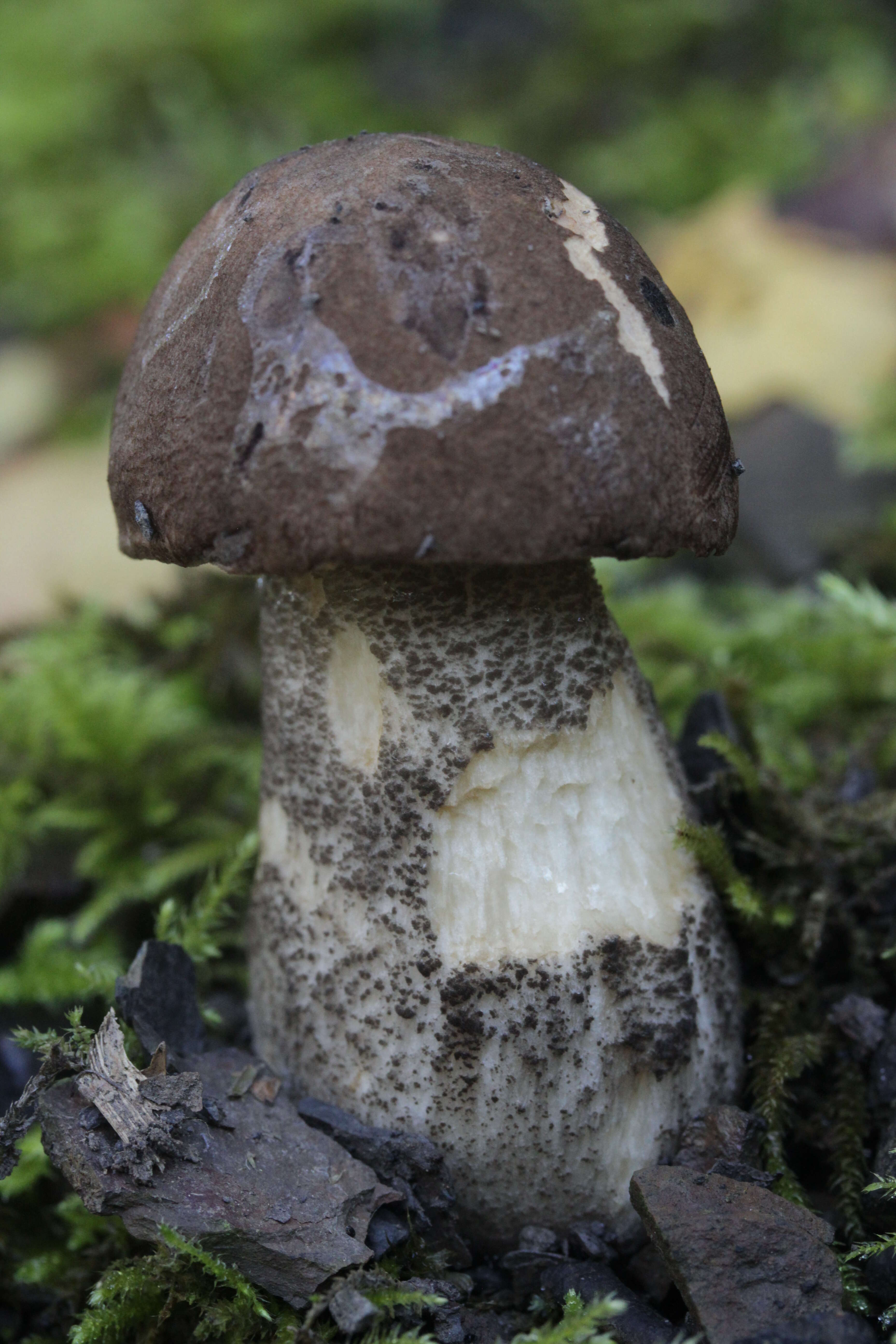 Image of Leccinum scabrum (Bull.) Gray 1821