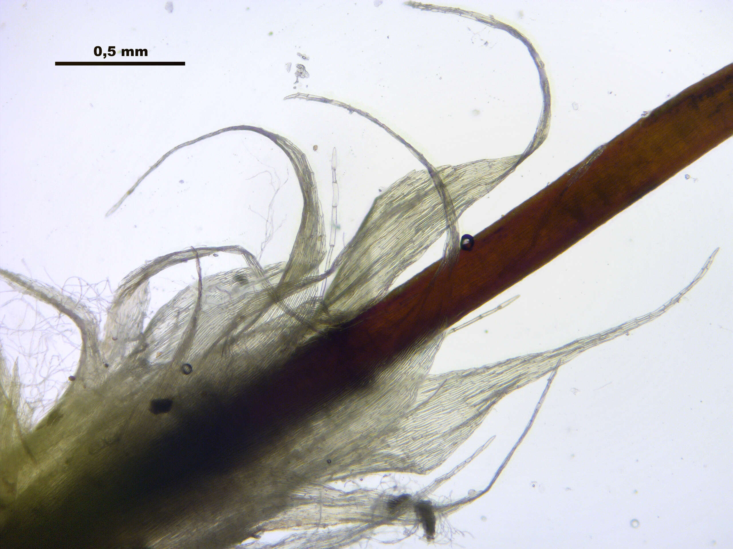 Слика од Brachythecium mildeanum W. P. Schimper ex Milde 1862