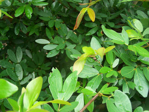 Image of Calliandra angustifolia Benth.