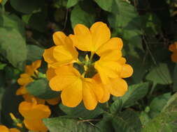 Imagem de Crossandra infundibuliformis (L.) Nees