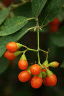 Image of Grey-leaved cordia