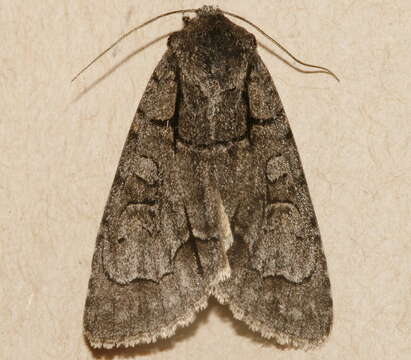 Image of Radcliffe's Dagger-moth