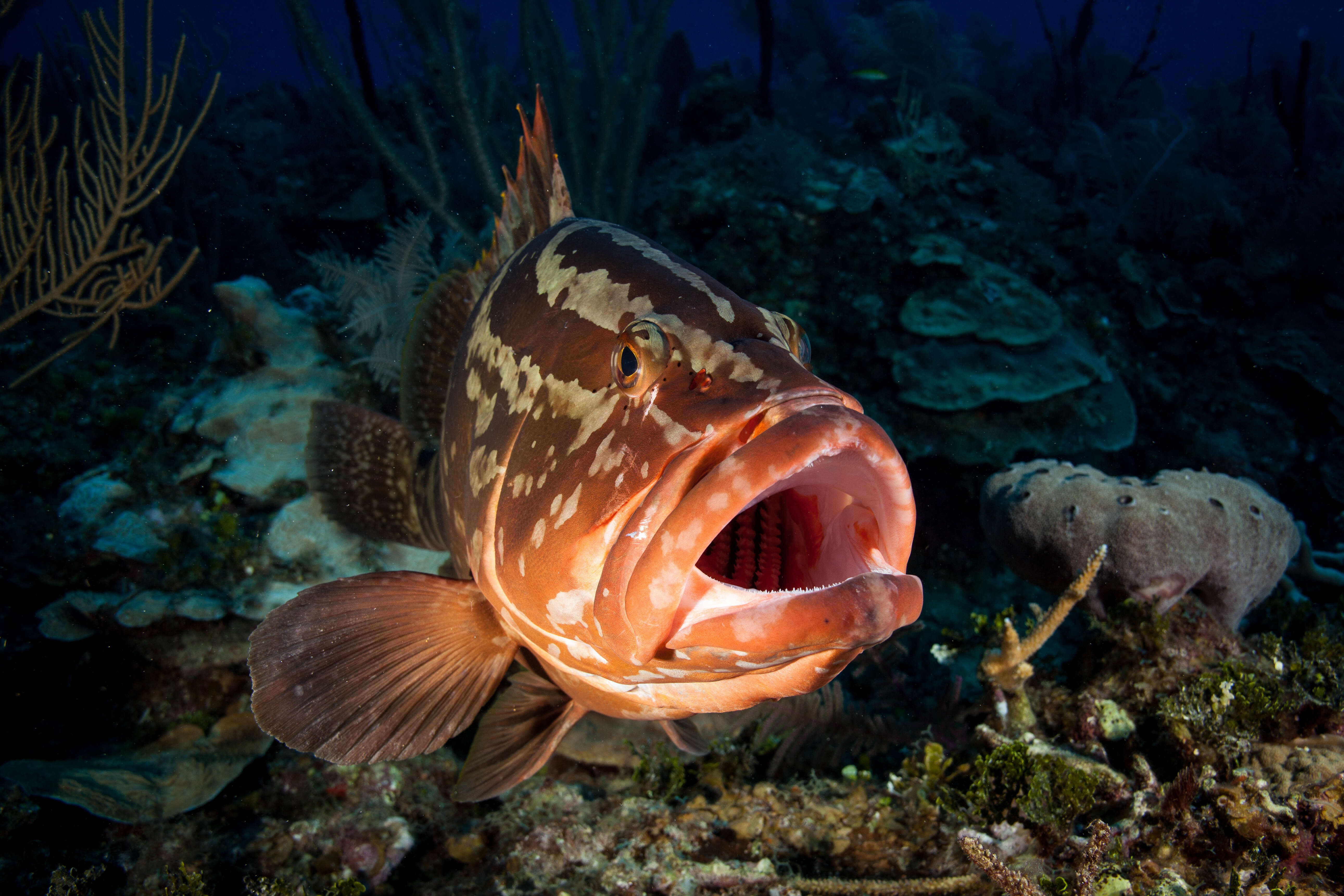 Image of Nassau Grouper