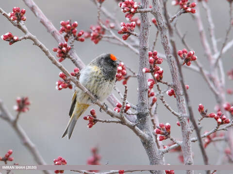 Image of Fire-fronted Serin