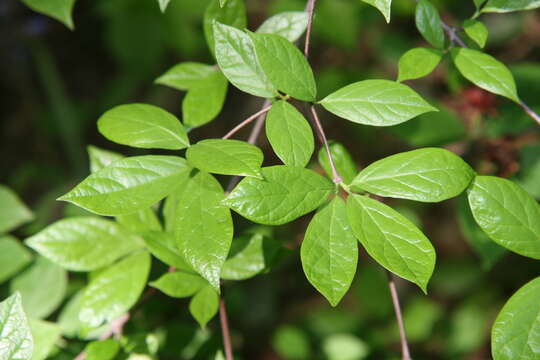 Image de Calycanthus floridus L.