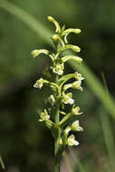 Image of Green Woodland Orchid