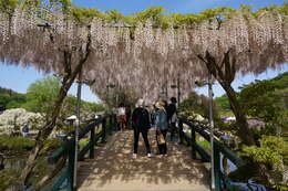 Image of Japanese wisteria