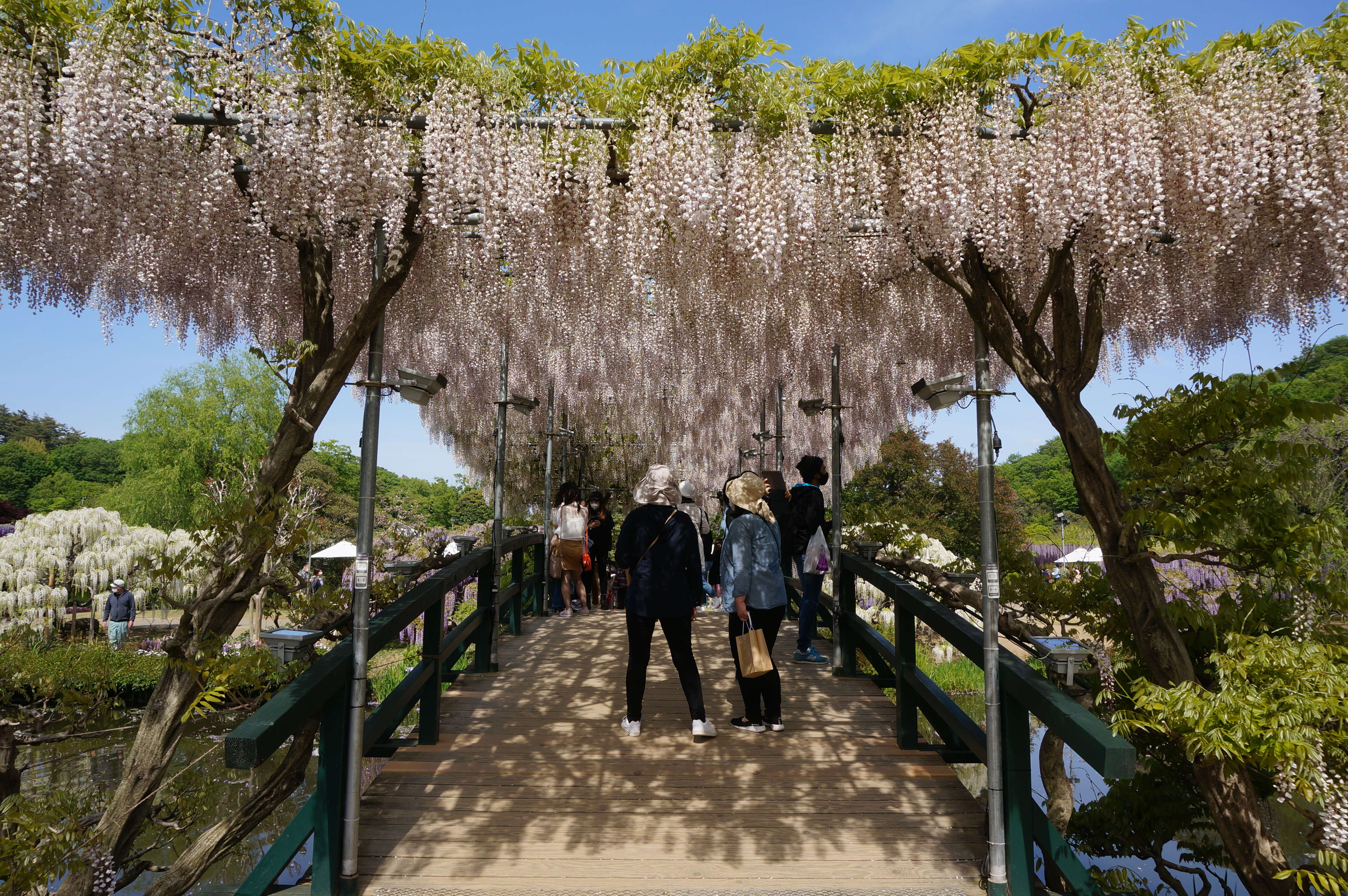 Image of Japanese wisteria