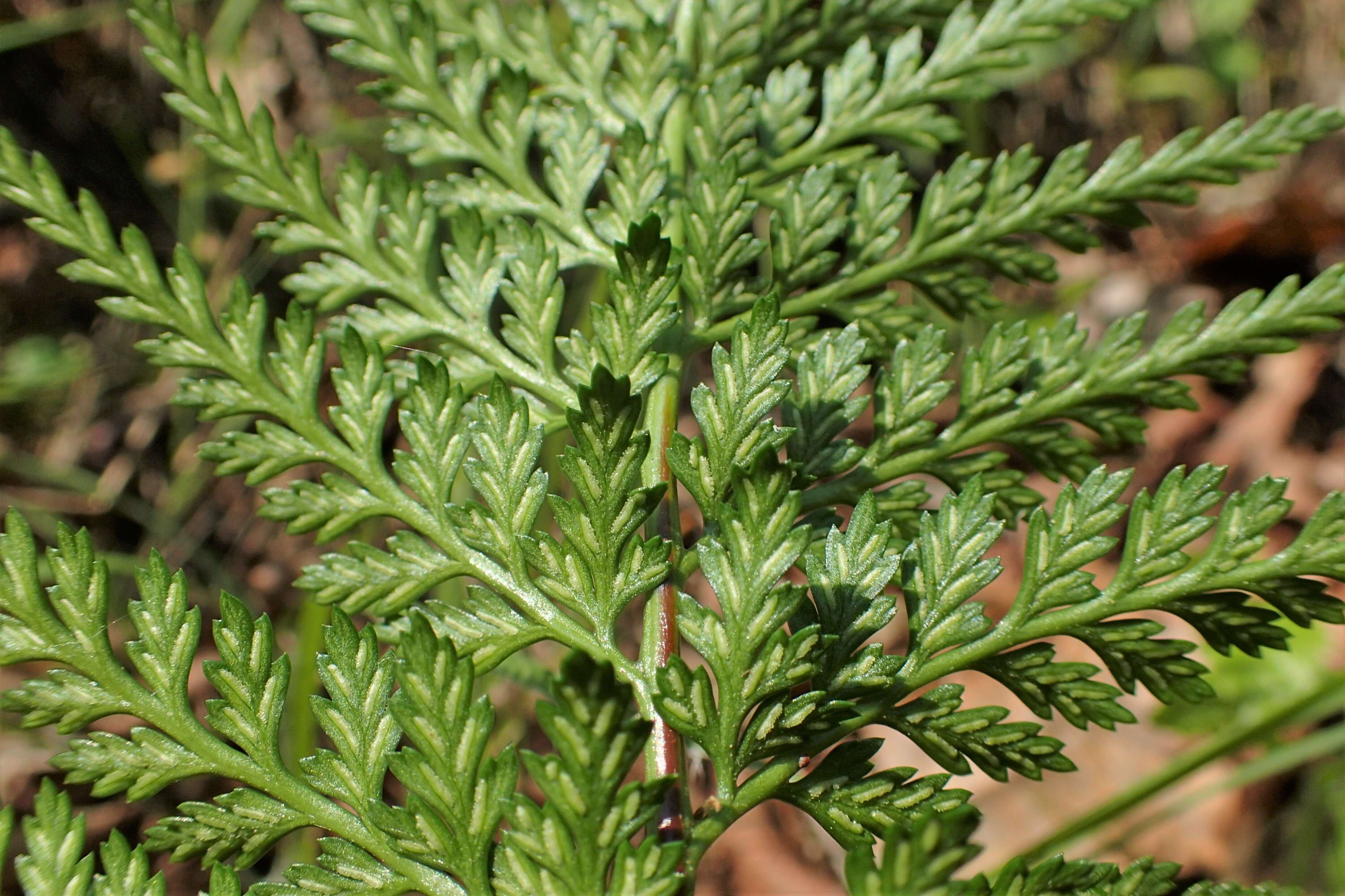 Imagem de Asplenium adiantum-nigrum L.