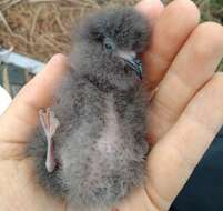 Image of Monteiro's Storm Petrel