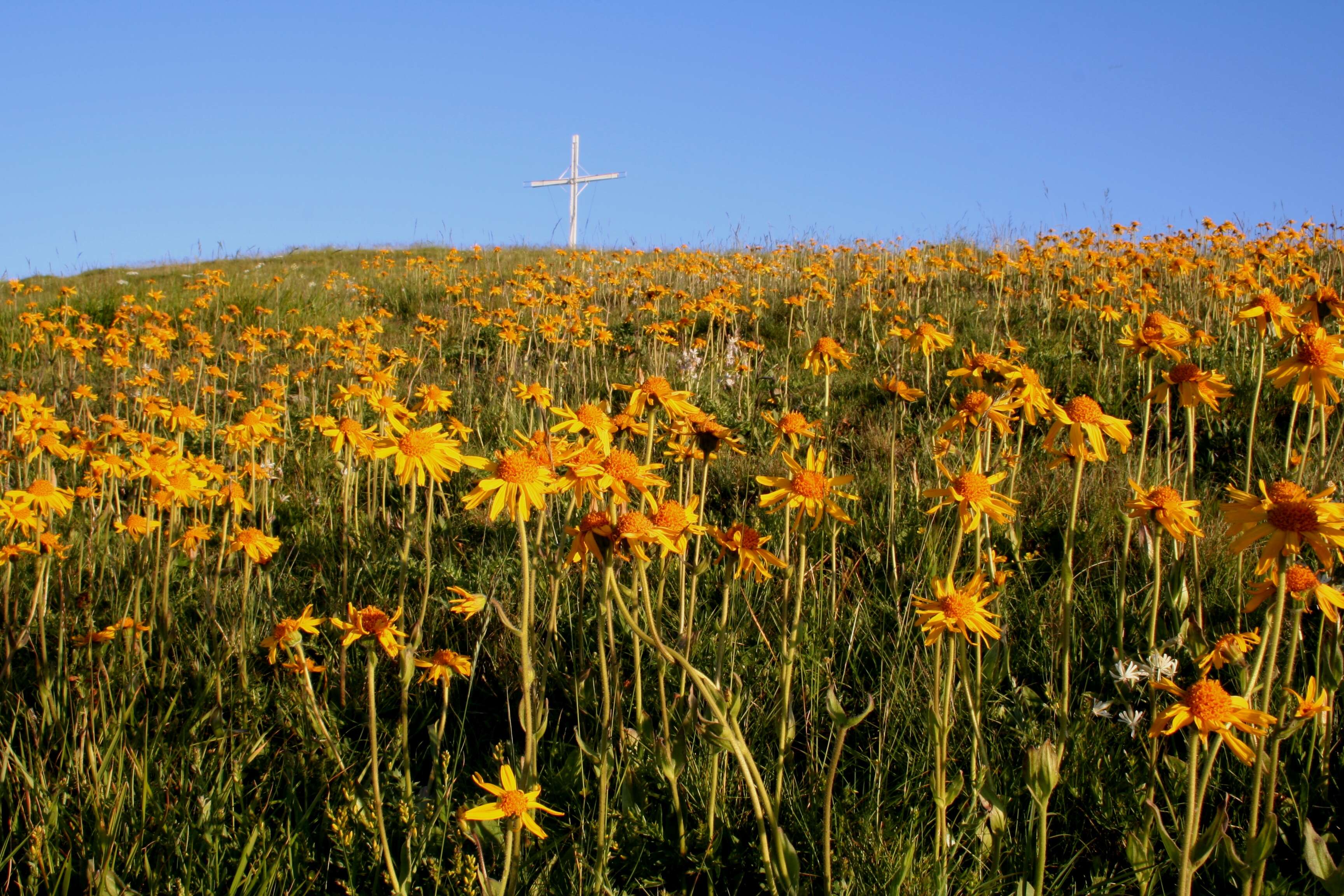 Image of arnica