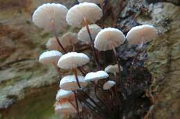 Image of Marasmius rotula (Scop.) Fr. 1838