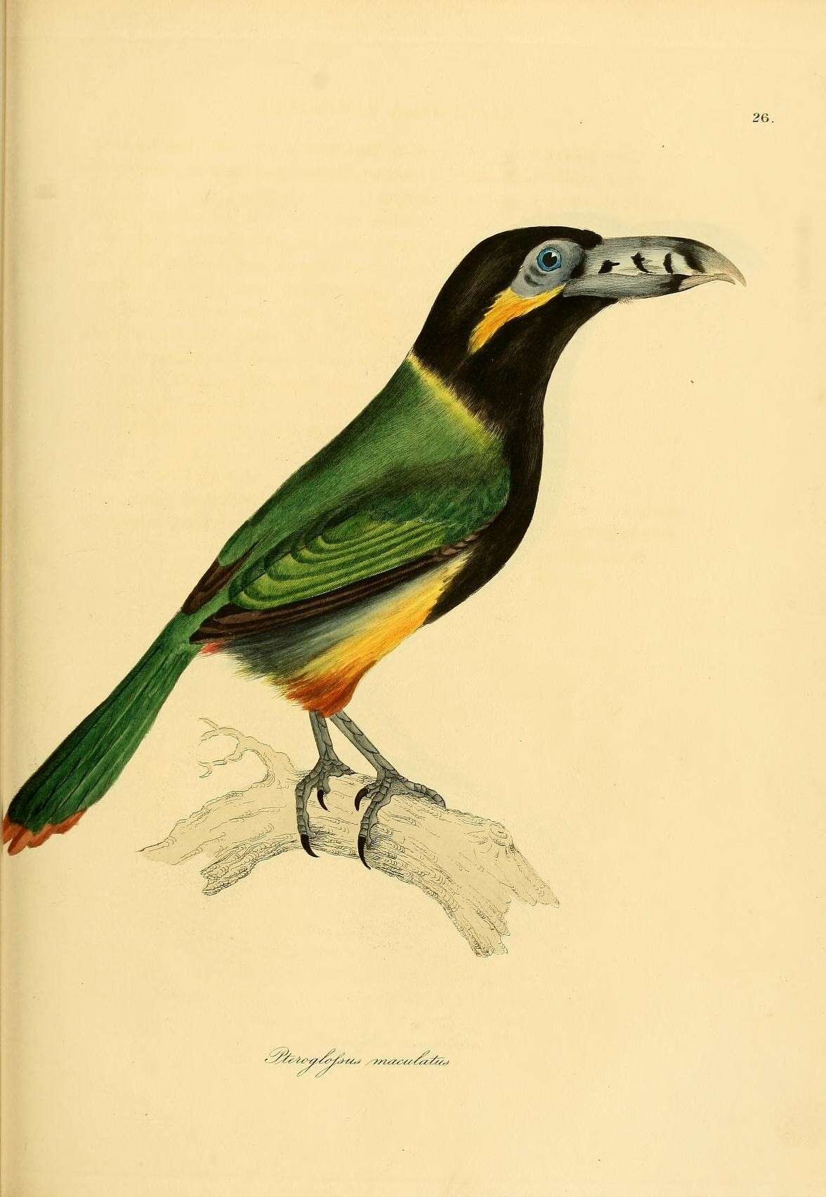 Image of Spot-billed Toucanet