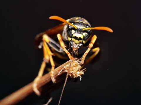 Image of Polistes bischoffi Weyrauch 1937