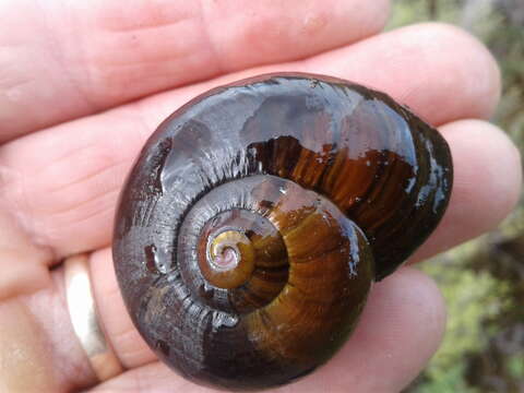 Image of Powelliphanta patrickensis (Powell 1949)