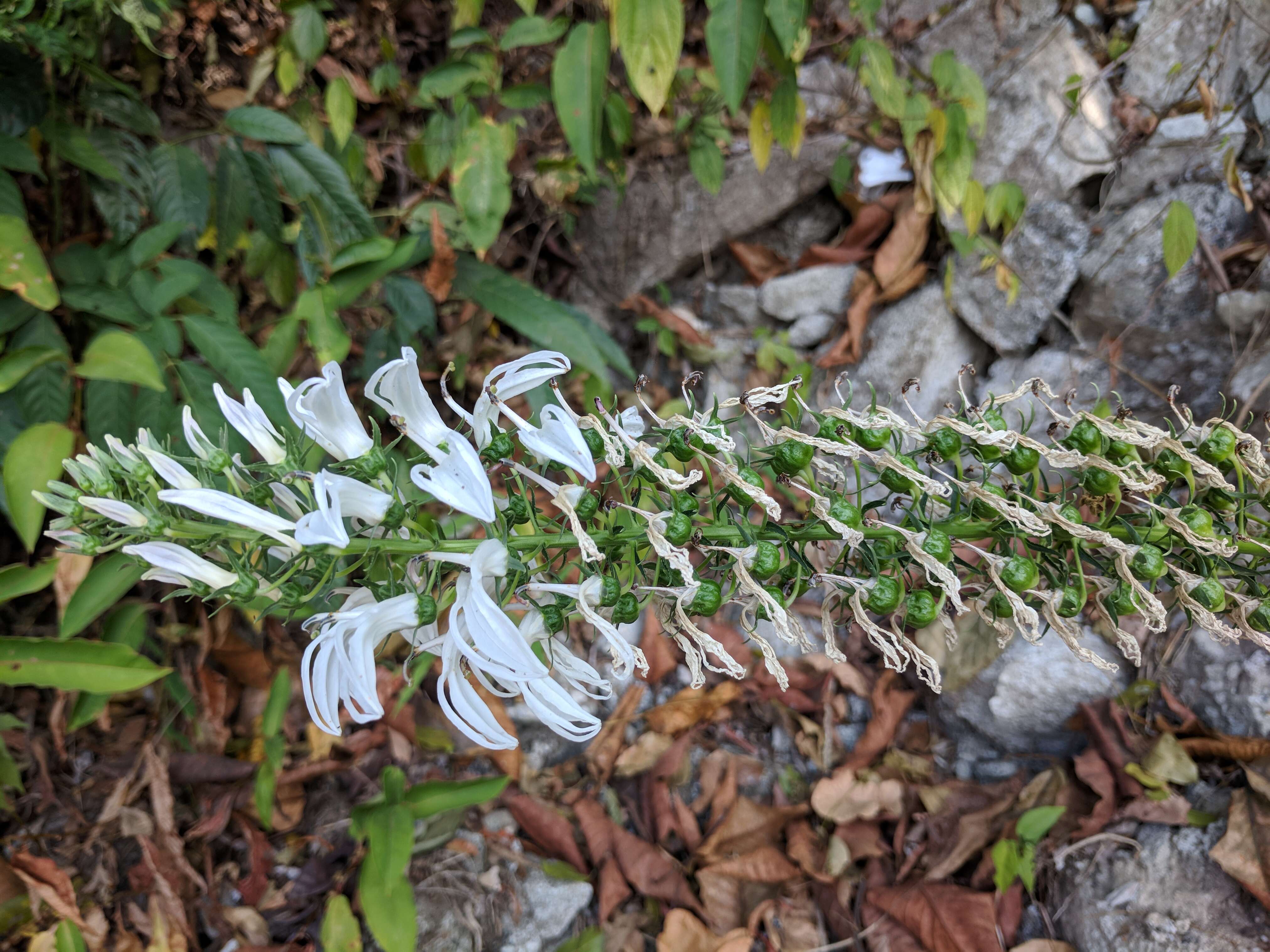 Lobelia nicotianifolia Roth resmi