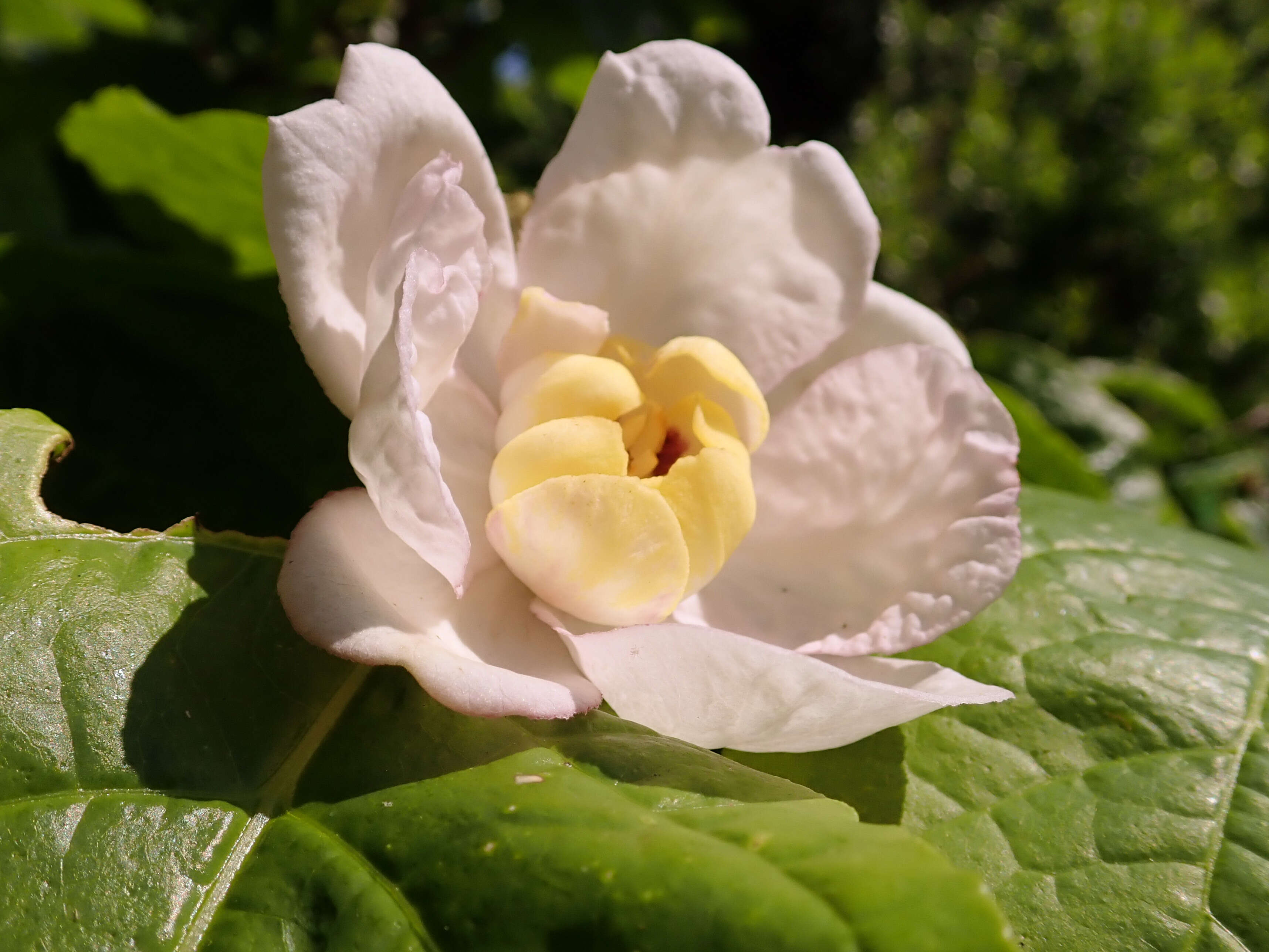 Image de Calycanthus chinensis Cheng & S. Y. Chang