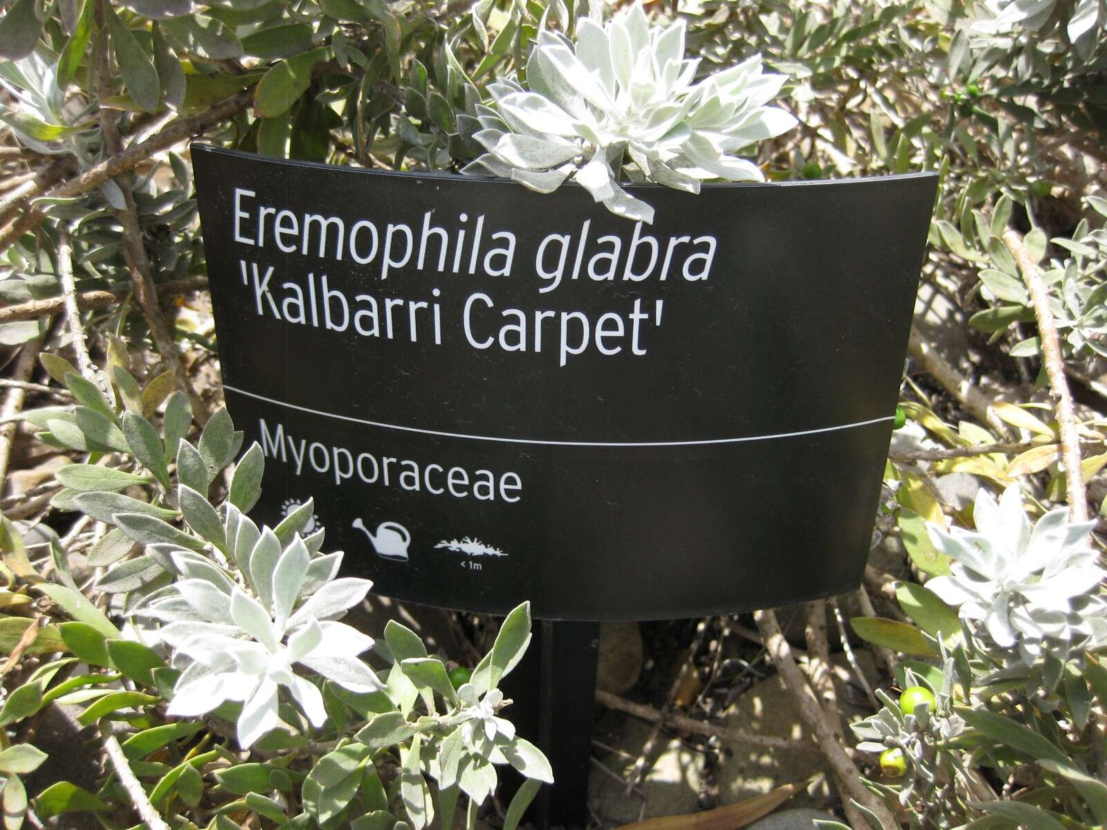 صورة Eremophila glabra (R. Br.) Ostenf.