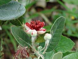 Image of Acca