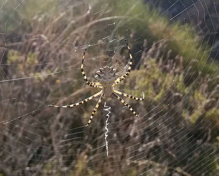 Image of Argiope lobata (Pallas 1772)