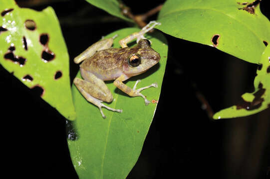 Image of Yucatan Rainfrog