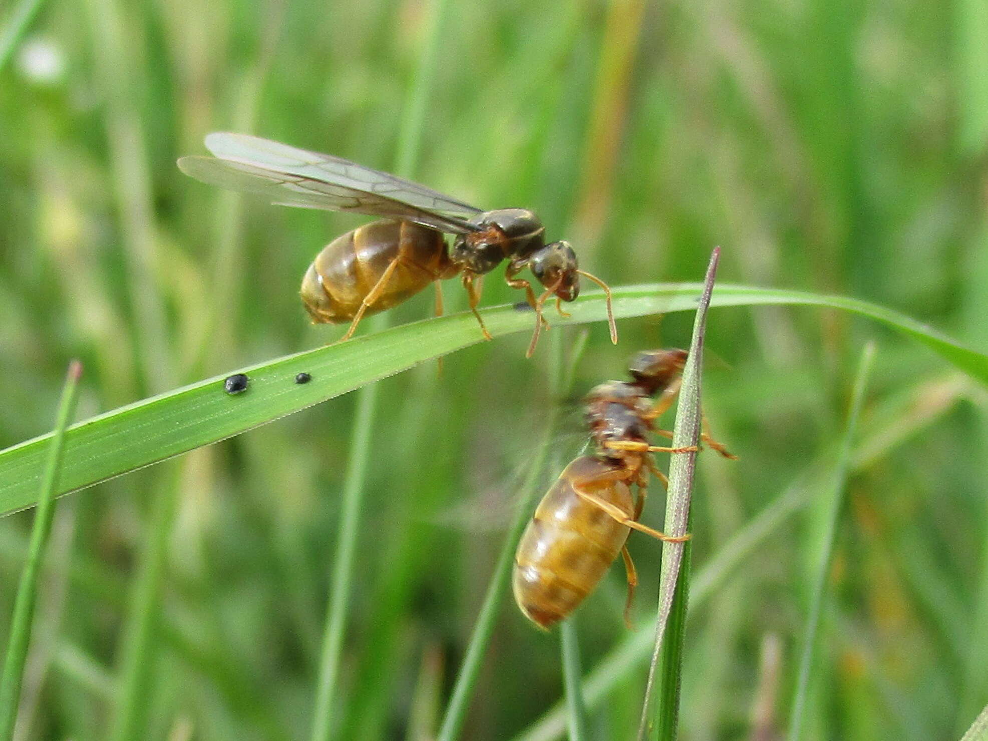 Imagem de Lasius flavus (Fabricius 1782)