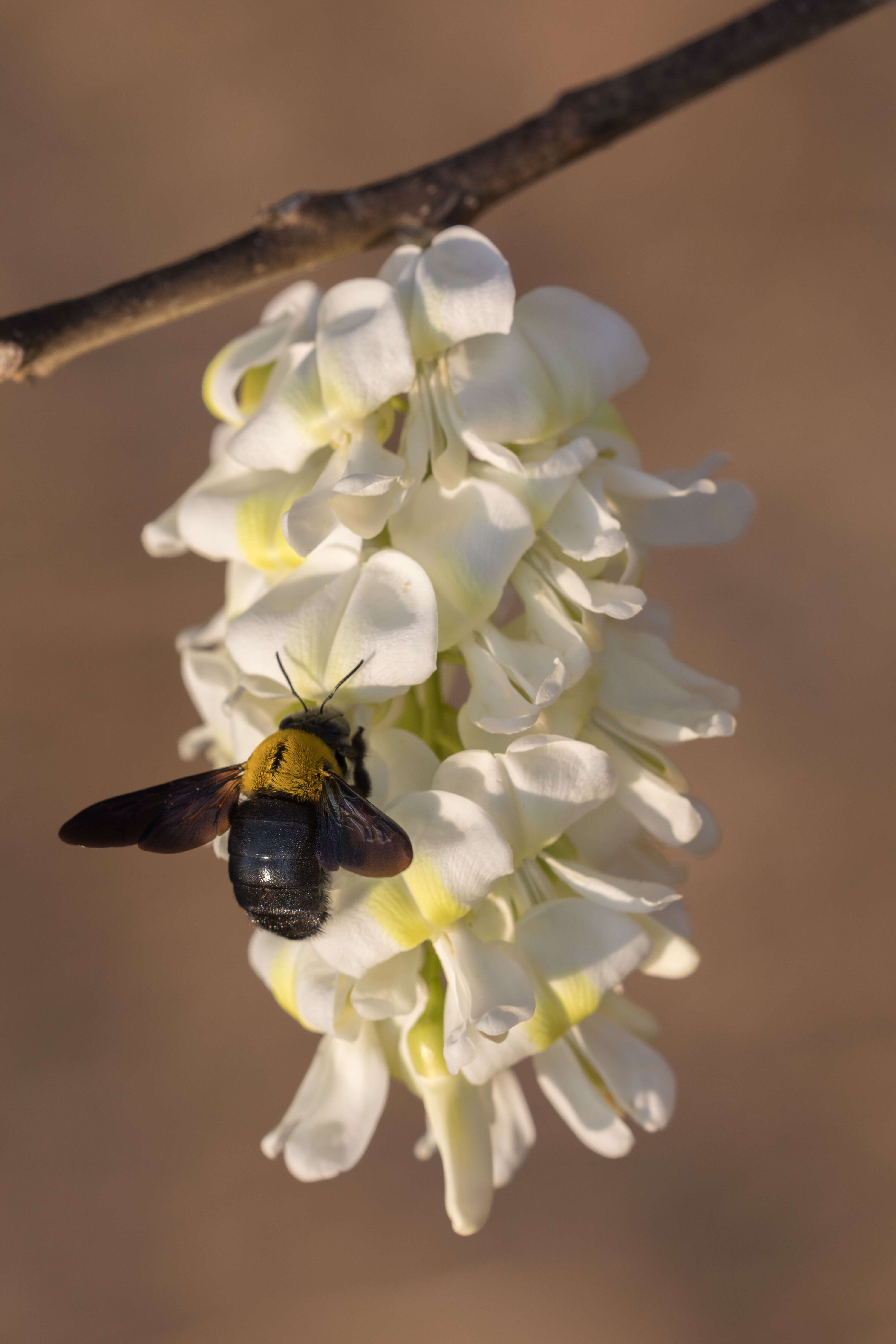 Image of Xylocopa aestuans (Linnaeus 1758)