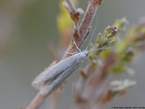 Image of Coleophora caespititiella Zeller 1839