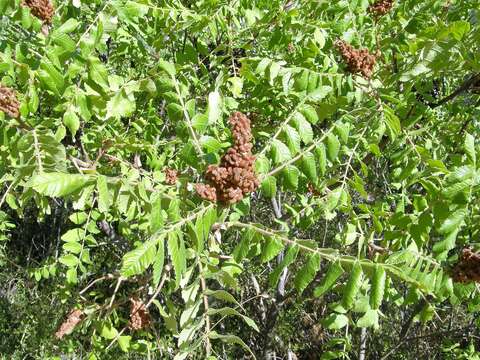 Image of Sicilian sumac