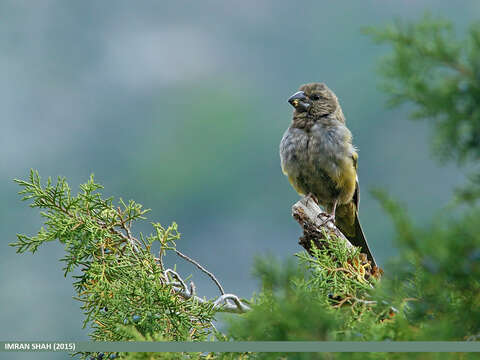 Image of White-winged Grosbeak